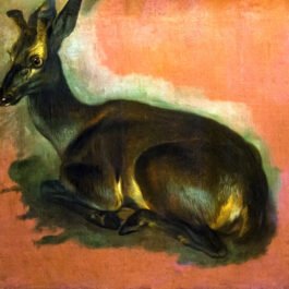 deer