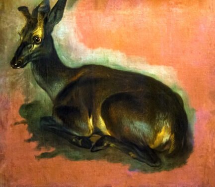 deer