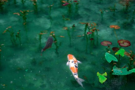 koi fish