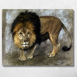 lions stare