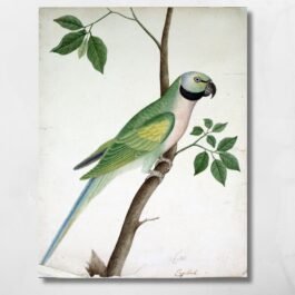 parrot