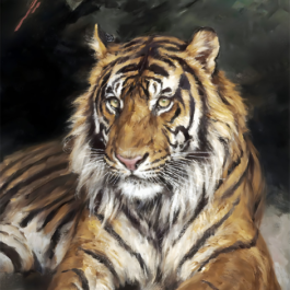 reclining tiger