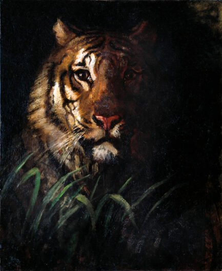 tiger
