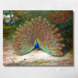 peacock