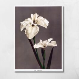 Iris Kaempfrei Flowers