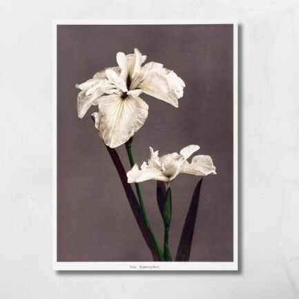 Iris Kaempfrei Flowers