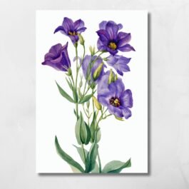 bluebells