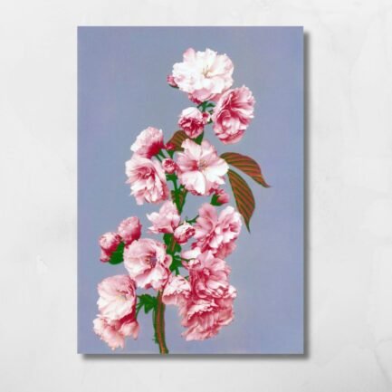 cherry blossoms