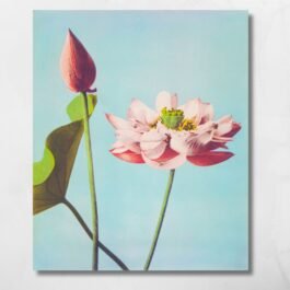 lotus flower