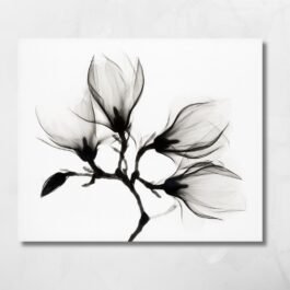 magnolia