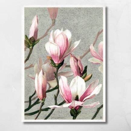 magnolia