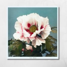 white rose