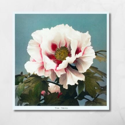 white rose