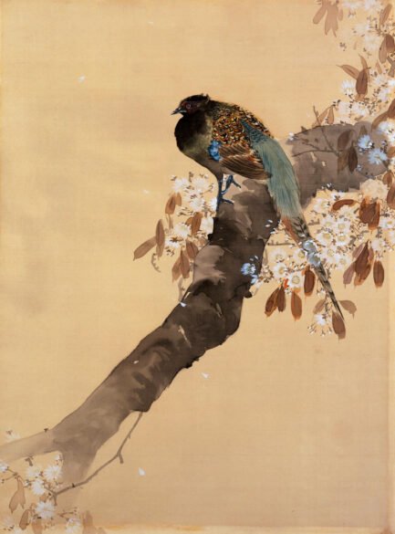 Pheasant
